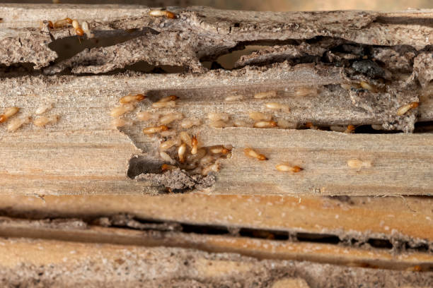 Professional Pest Control in Huntsville, TN