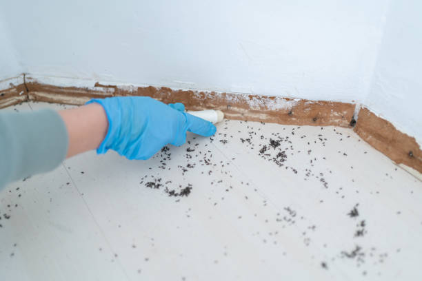 Best Pest Control Near Me in Huntsville, TN